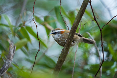 Close-up of bird perching on branch