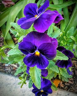 Close-up of purple flowers