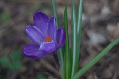 Close-up of purple crocus blooming outdoors