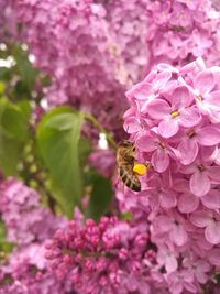 Close-up of bee on pink flowers