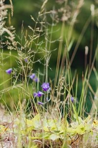 Close-up of purple flowers blooming in field