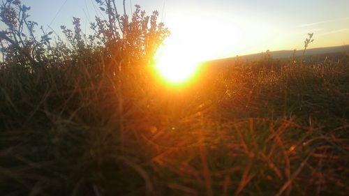 Close-up of grass on field against sky during sunset