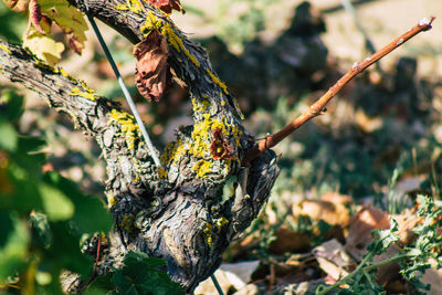 Close-up of yellow leaves on branch