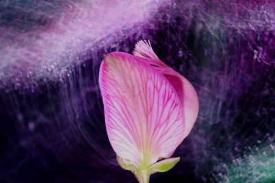 Close-up of purple flowering plant