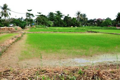 Scenic view of agricultural field against clear sky