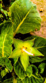 Close-up of plant