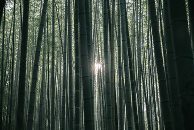 Low angle view of bamboo trees in forest