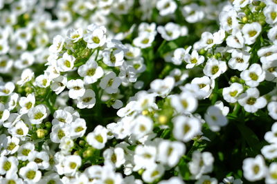 Close-up of white flowers
