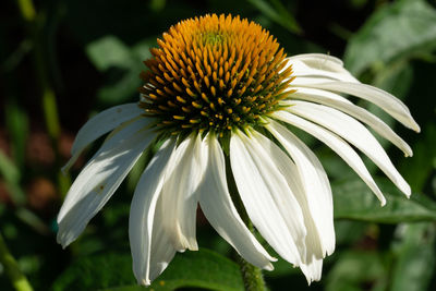 Coneflower, echinacea purpurea, flowers of summer