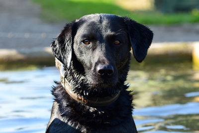 Close-up portrait of black labrador retriever in a water trough 