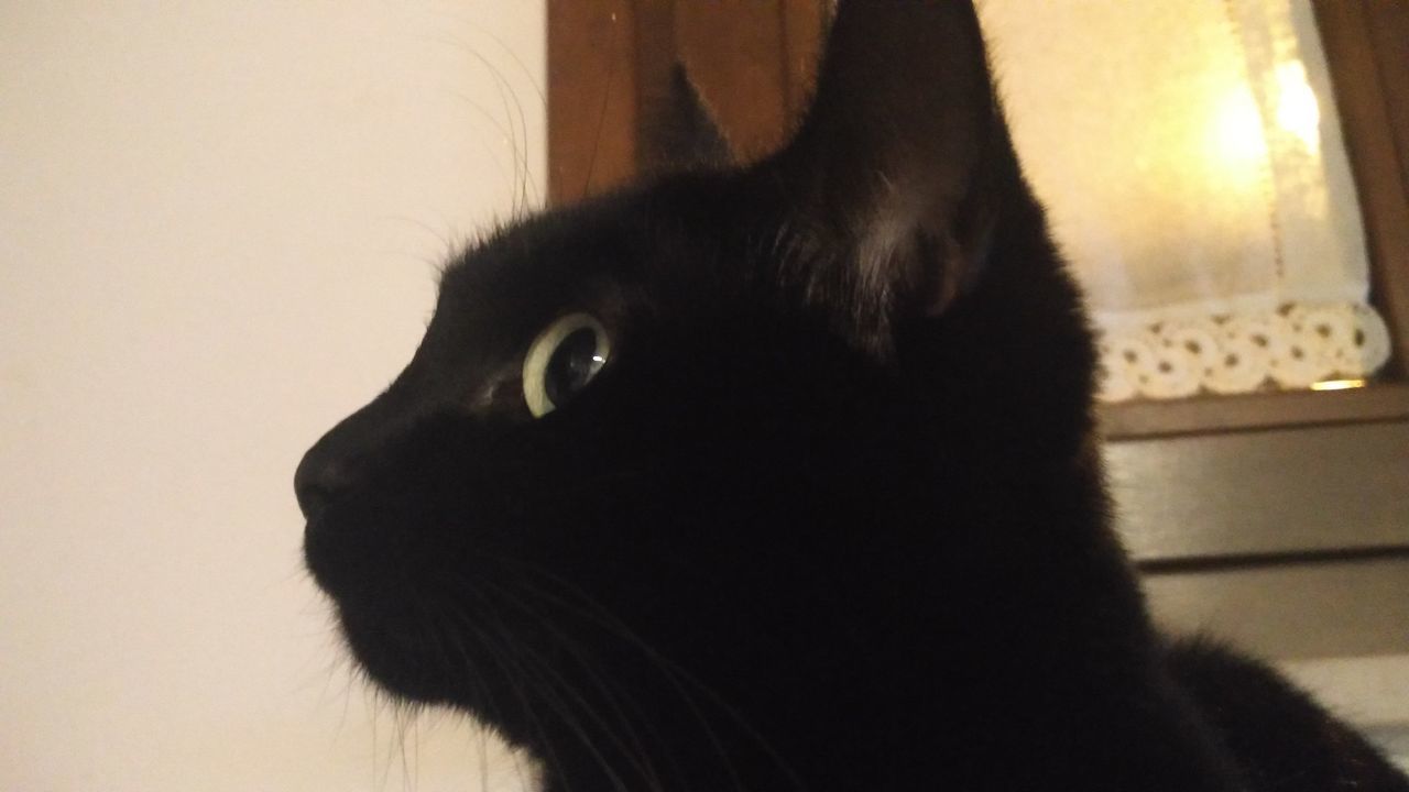 CLOSE-UP OF BLACK CAT AT HOME