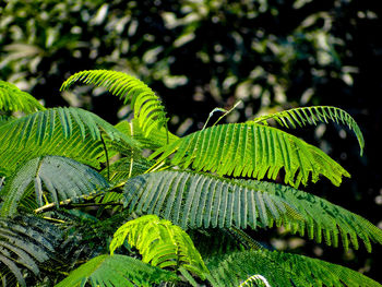 Close-up of fern leaves