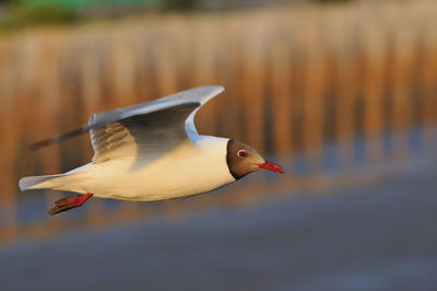 Close-up of bird flying