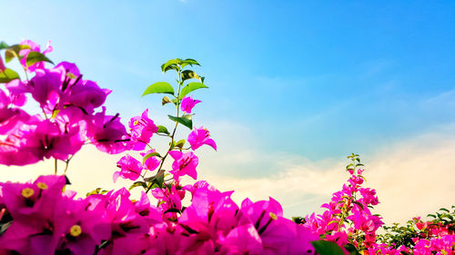 Low angle view of pink flowers blooming against sky