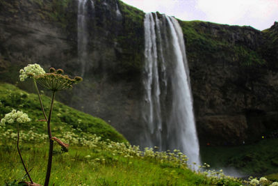 Scenic view of waterfall