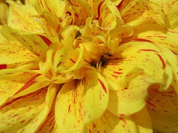 Close-up of yellow flowering plant