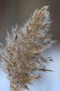 Close-up of dried plant