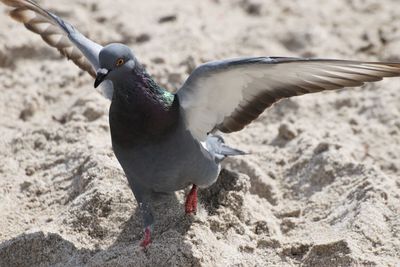 Close-up of seagull flying