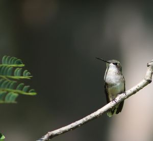 Close-up of bird perching on branch