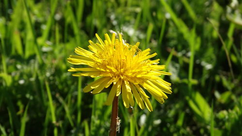 Close-up of yellow flower blooming outdoors