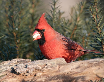 Close-up of a bird perching on rock