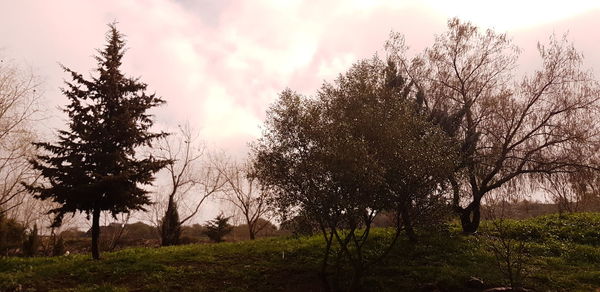 Trees on landscape against sky