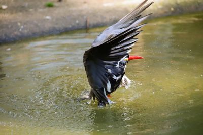 Bird flying over lake