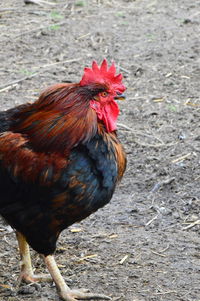 Close-up of rooster