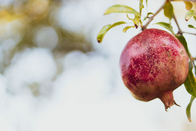 Close-up of apple on tree