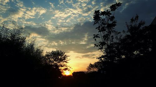 Silhouette of trees at sunset