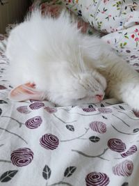 Close-up of cat lying on bed