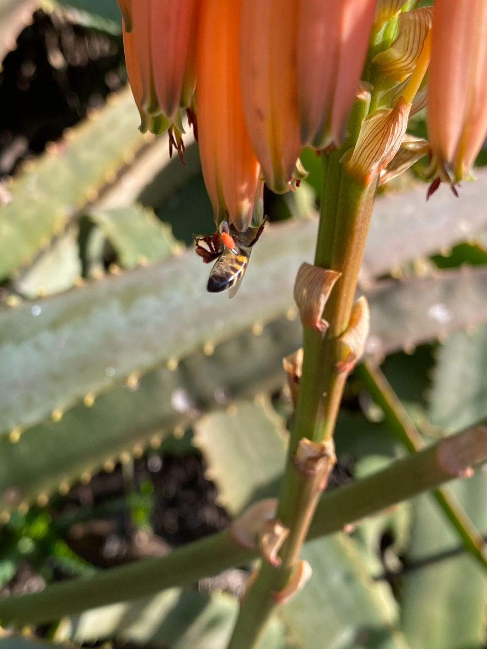 CLOSE-UP OF FLOWERING PLANT AGAINST BLURRED BACKGROUND