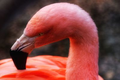 Close-up of a bird