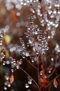 Close-up of raindrops on plant