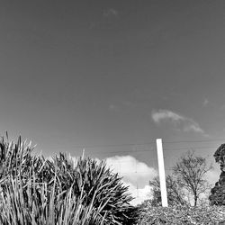 Trees against sky