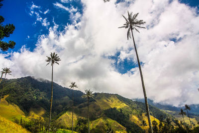 Scenic view of palm trees on landscape against sky