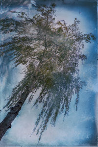 Low angle view of trees against sky during winter