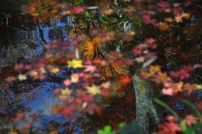 Close-up of maple leaf during autumn