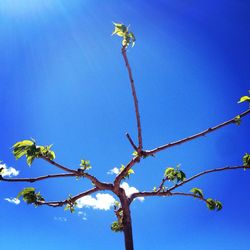 Low angle view of tree against clear blue sky