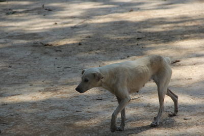 Side view of dog walking on street