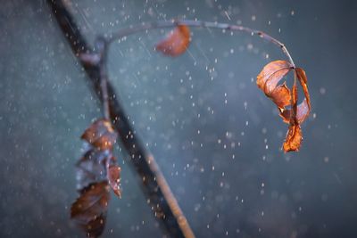 Close-up of raindrops on leaves during rainy season