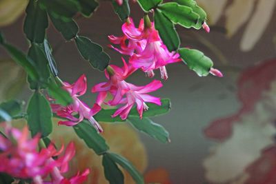 Close-up of pink flowers
