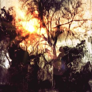 Sun shining through bare trees