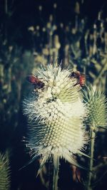 Close-up of bee on flower