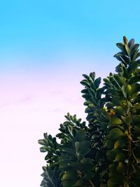 Low angle view of plant against clear sky during sunset