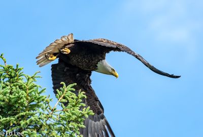 Bald eagle