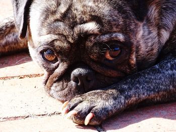 Close-up portrait of a dog