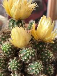 Close-up of yellow flowers blooming outdoors