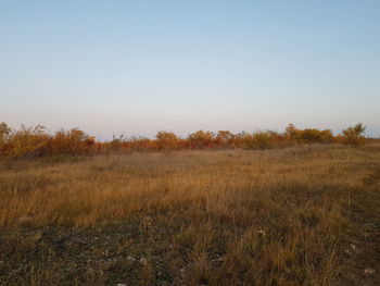 Scenic view of field against clear sky