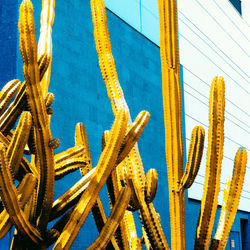 Cactus on wall background. cactus minimalism art. cactus lover